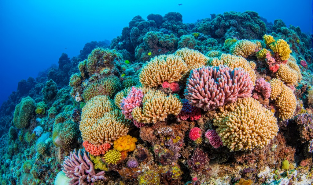Coral Reefs May Not Grow Fast Enough To Keep Pace With Rising Seas – Asian Scientist Magazine