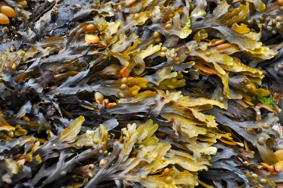 Seaweed Compounds Show Promise against Cell Damage